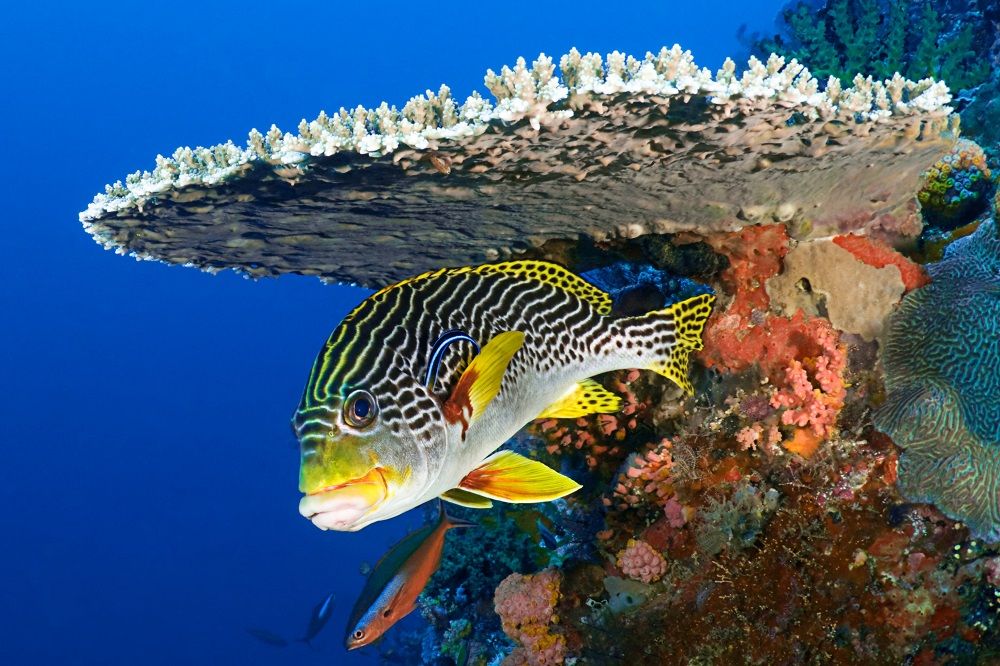 #1 of Top 10 Experiences by Travellers in the Andaman Islands: Discover Rich Marine Life