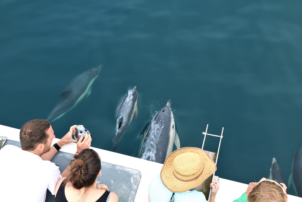 #9 of Top 10 Experiences by Travellers in The Andaman Islands: Dolphin Watching