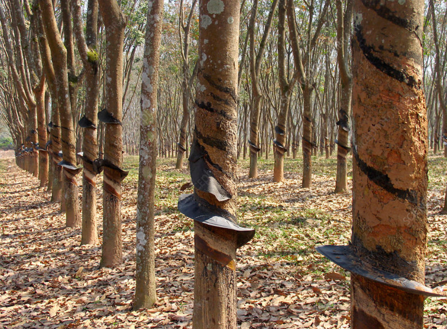 #10 of top 10 Experiences by Travellers in The Andaman Islands: Visit Rubber Plantation Estate 