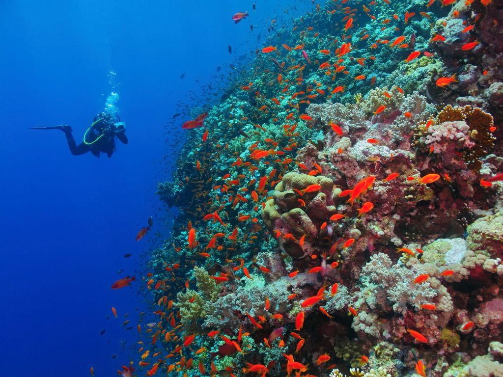 Scuba Diving in Havelock, Andaman Islands
