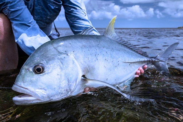 Game Fishing in Havelock