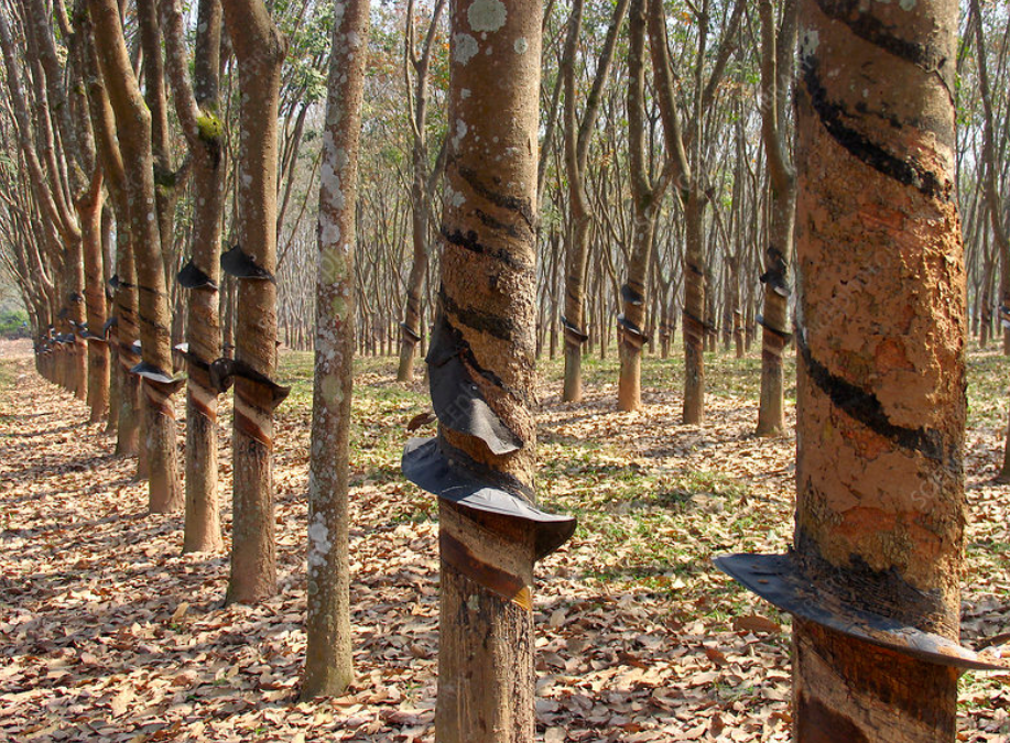 #10 of top 10 Experiences by Travellers in The Andaman Islands: Visit Rubber Plantation Estate