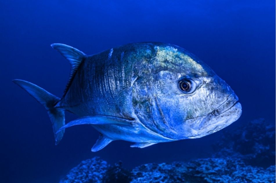 Why Andaman is India’s Best Destination for Game Fishing