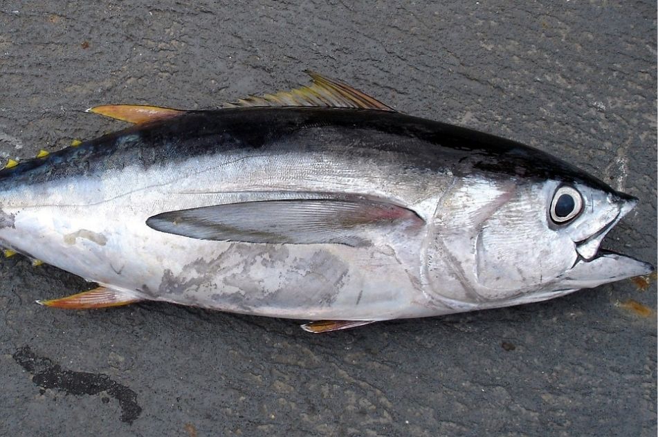 Ideal Sea Conditions for Sport Fishing