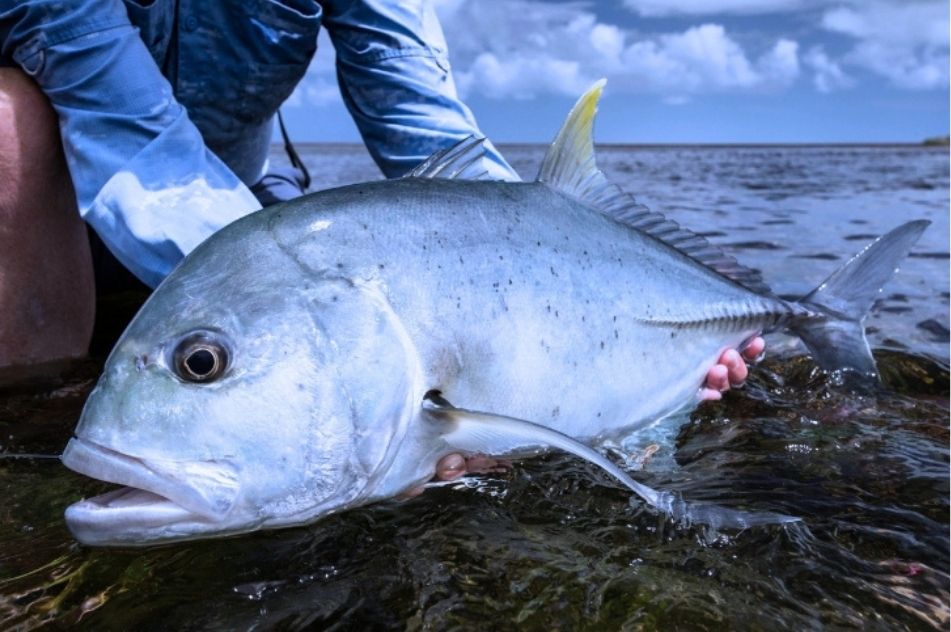 Game Fishing in Barren Island
