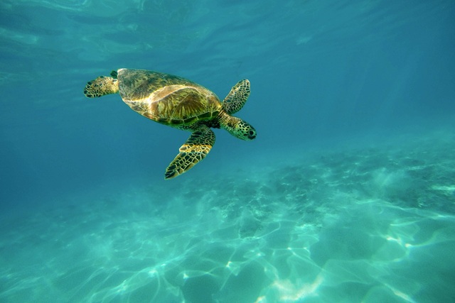 #1 of Top 10 Experiences by Travellers in the Andaman Islands: Discover Rich Marine Life